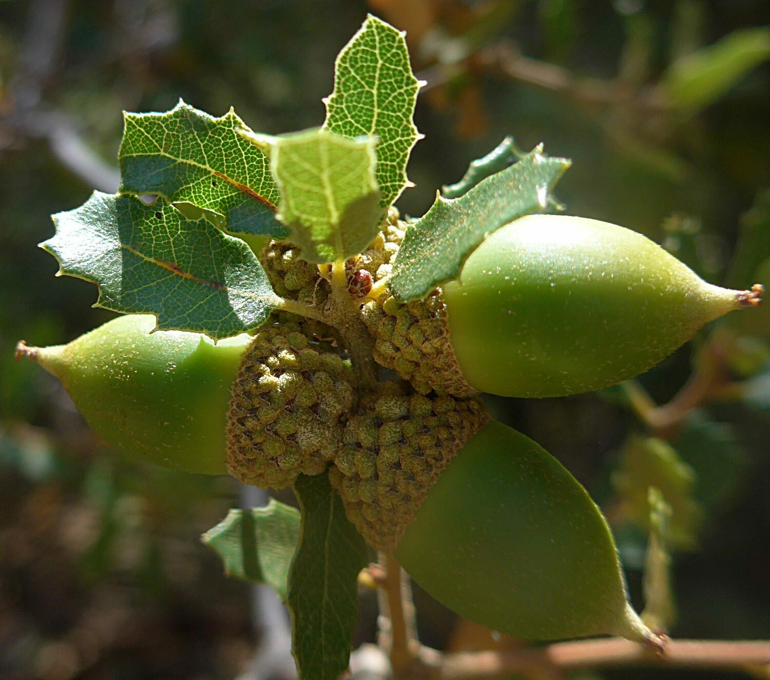 High Resolution Quercus sp Fruit